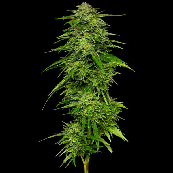 Mango Sherbert feminizada de Humboldt Seeds Company