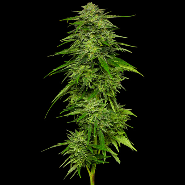 Mango Sherbert feminizada de Humboldt Seeds Company