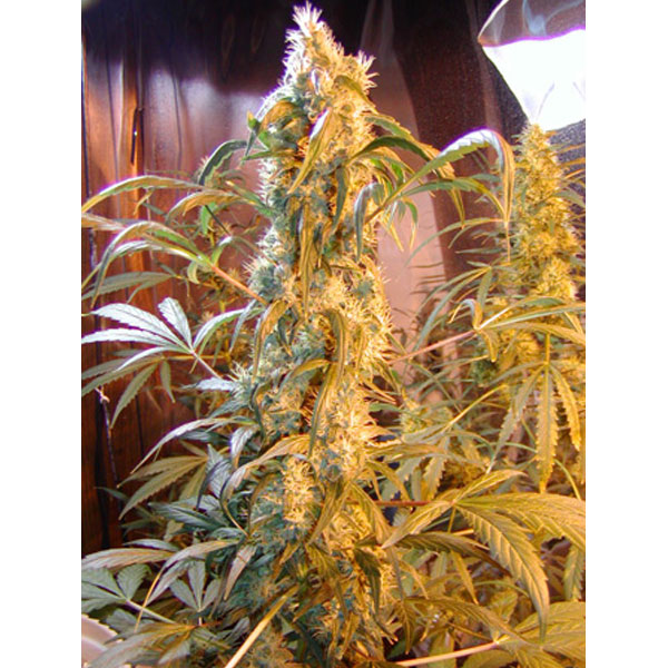 Mango Widow regular de Mr. Nice