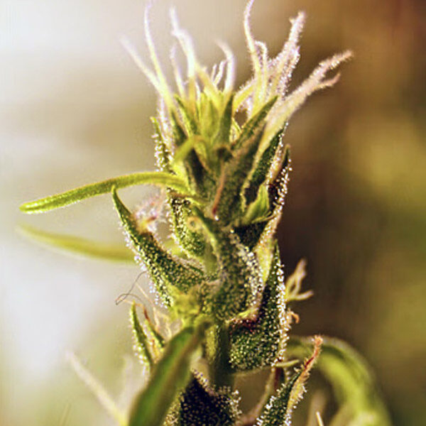 Mangu Karot regular de French Touch Seeds