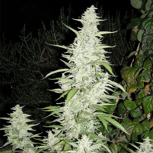 Maroc feminizada de Female Seeds