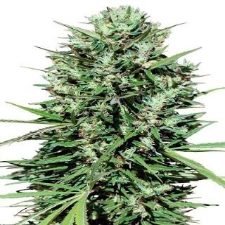 Marruecos Beldia Kif feminizada de Ace Seeds