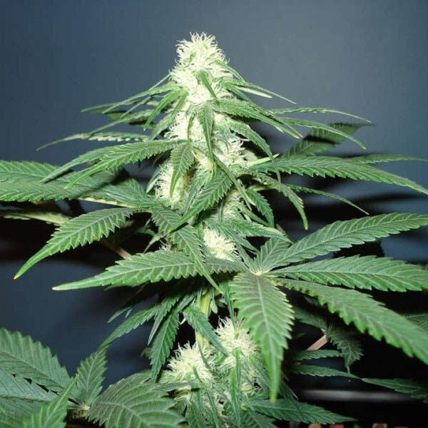 Master Kush regular de Nirvana