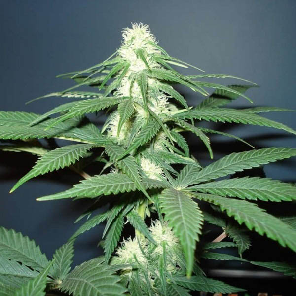 Master Kush regular de Nirvana
