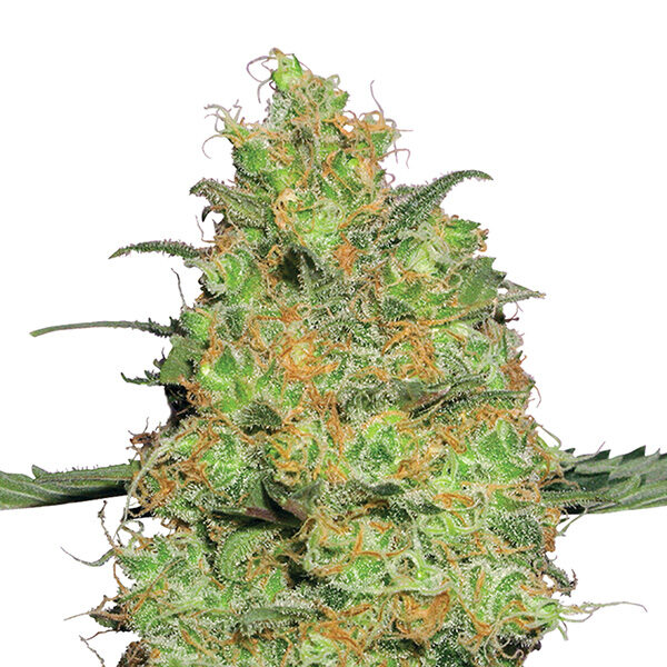 Master Kush feminizada de Nirvana