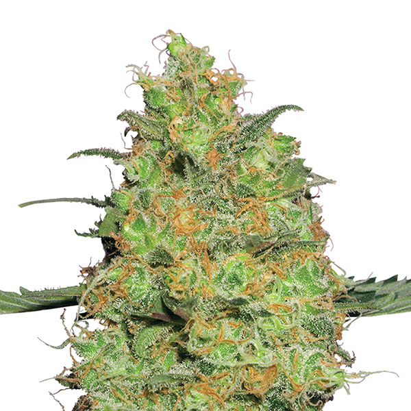 Master Kush feminizada de Nirvana