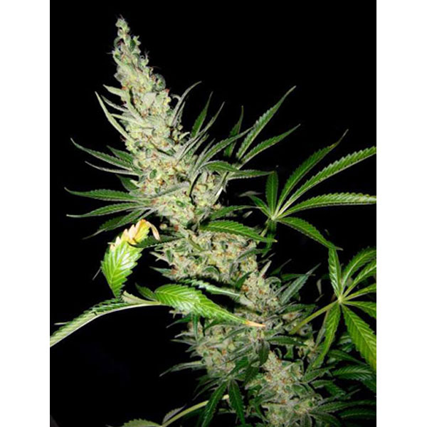 Master Kush X Skunk regular de Mr. Nice