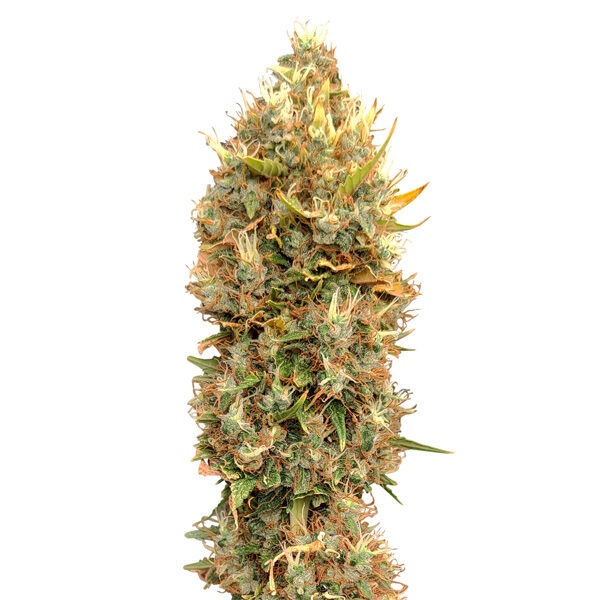 Masterkush Cbg feminizada de Cbd+ Buds