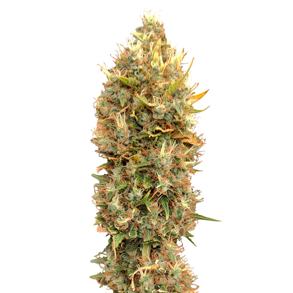 Masterkush Cbg feminizada de Cbd+ Buds