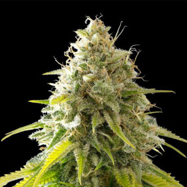 Mataro Blue feminizada de Kannabia Seeds