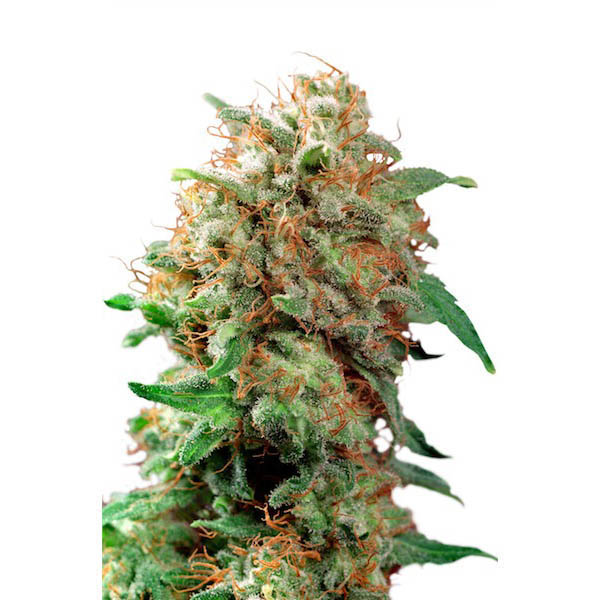 Mazar regular de Dutch Passion