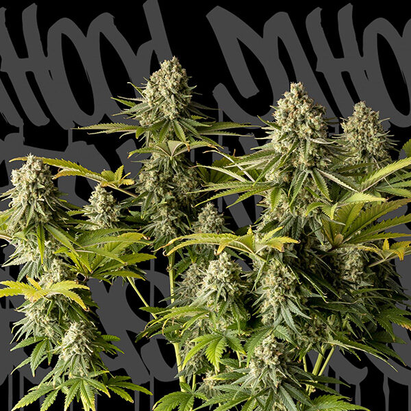 Mcfly feminizada de Dahood Urban Seeds