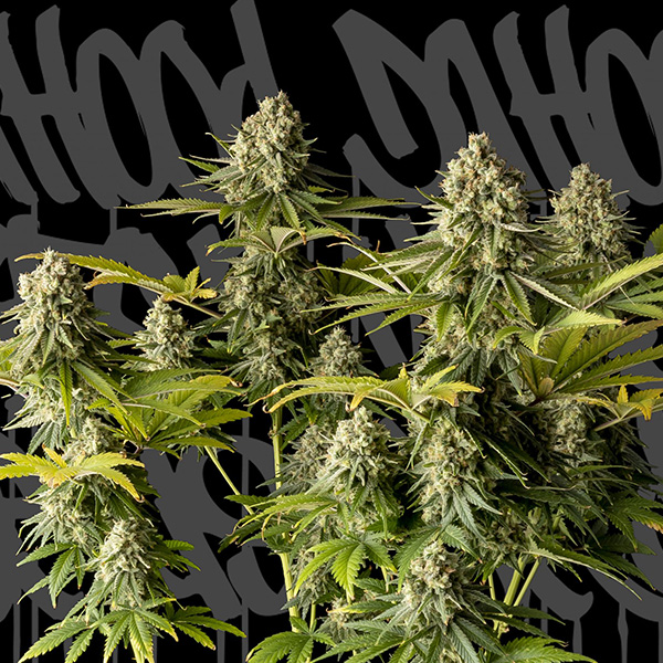 Mcfly feminizada de Dahood Urban Seeds
