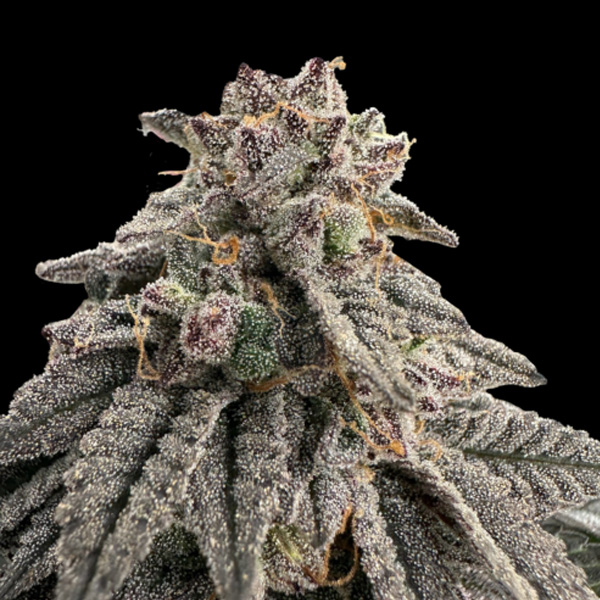 Meat Grinder feminizada de Grateful Seeds