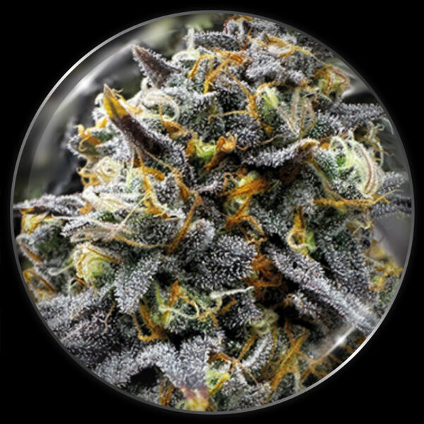 Medical Donuts feminizada de Medical Seeds