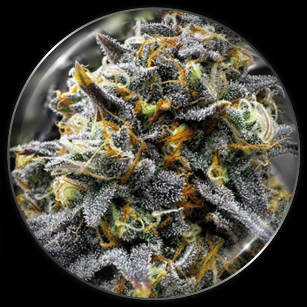 Medical Donuts feminizada de Medical Seeds