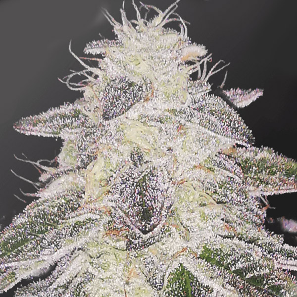 Medical Runntz feminizada de Medical Seeds