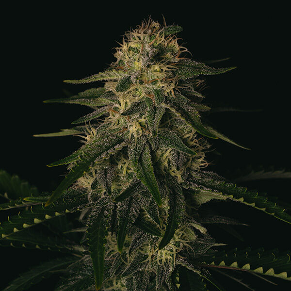 Melon Gum feminizada de Pure Instinto