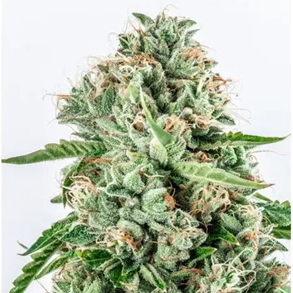 Melon Gum feminizada de Vision Seeds