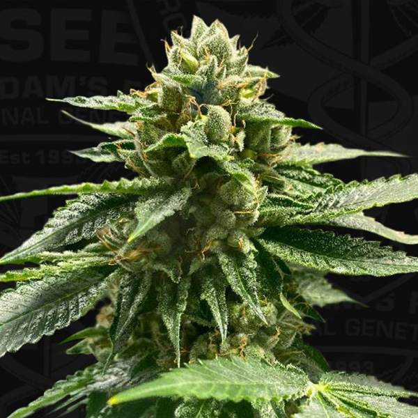 Melon Vader feminizada de T.h. Seeds