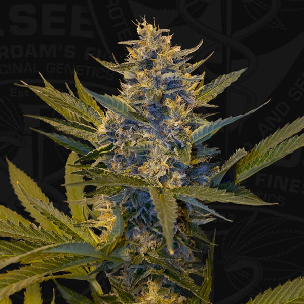 Melonsicle feminizada de T.h. Seeds