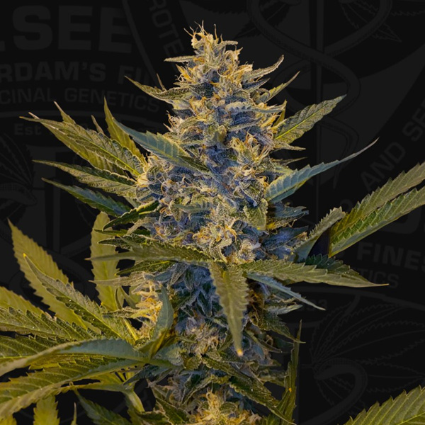 Melonsicle feminizada de T.h. Seeds