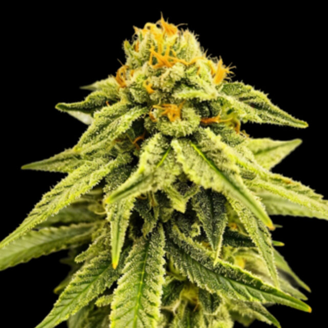 Melted Headz feminizada de Grateful Seeds