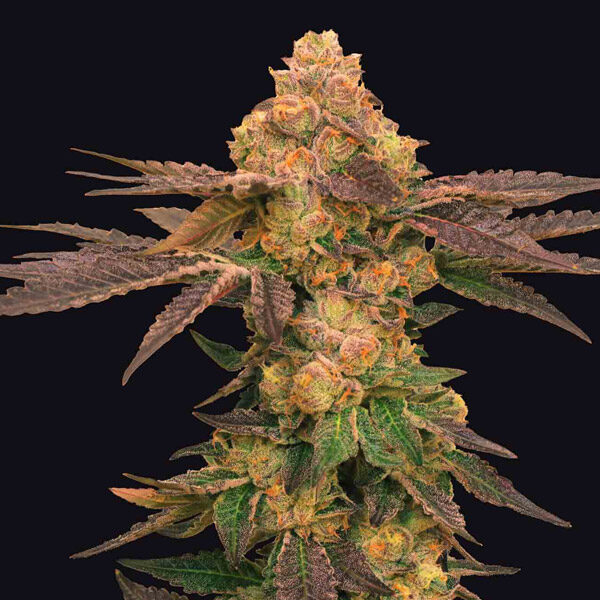 Melted Rainbow feminizada de Grateful Seeds