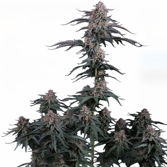Mendo Cherry Cookies Auto de Fast Buds