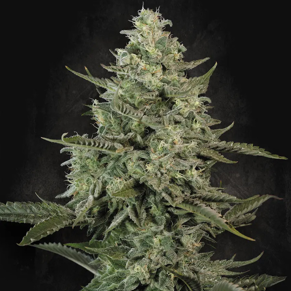 Mendo Creme feminizada de Paradise Seeds