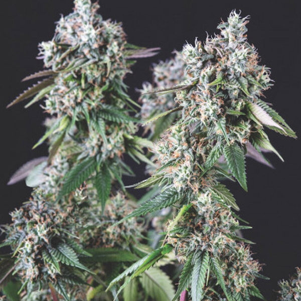 Mendocino Purple Kush feminizada de Pyramid Seeds