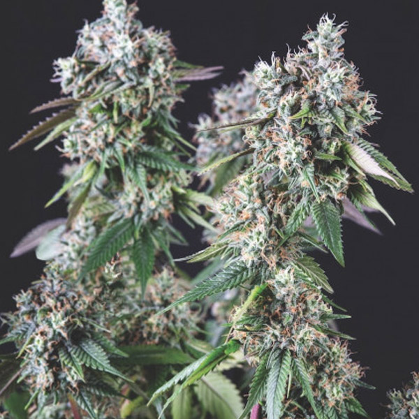 Mendocino Purple Kush feminizada de Pyramid Seeds