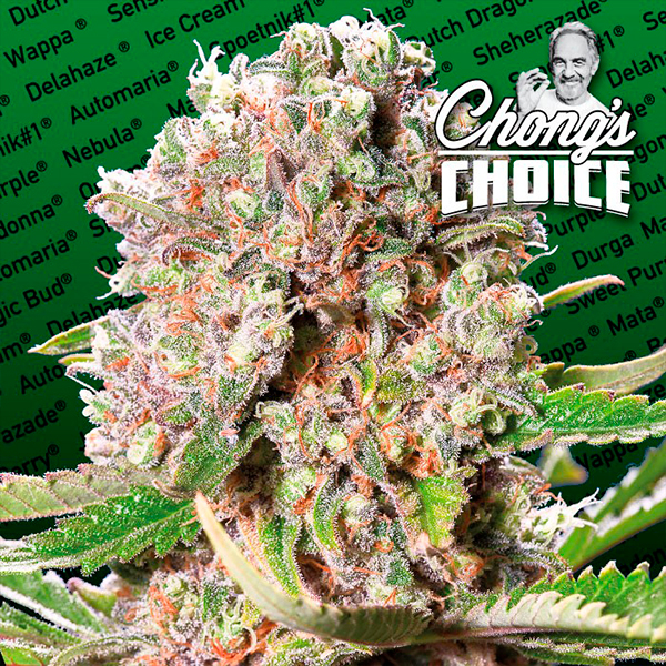 Mendocino Skunk feminizada de Paradise Seeds