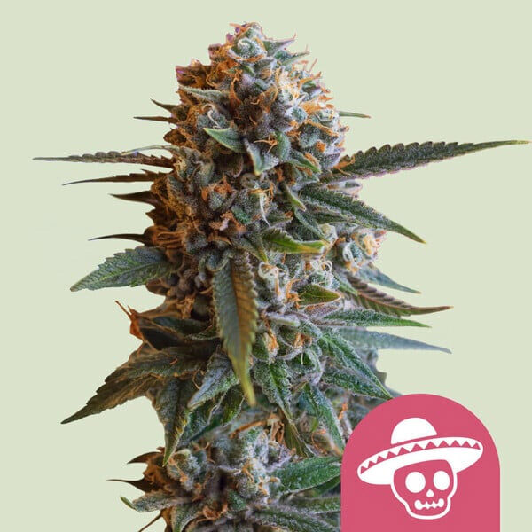 Mexican Rush feminizada de Royal Queen