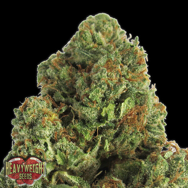 Midnight feminizada de Heavyweight Seeds