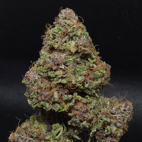 Midnight Bessie Autoflower feminizada de Elev8 Seeds