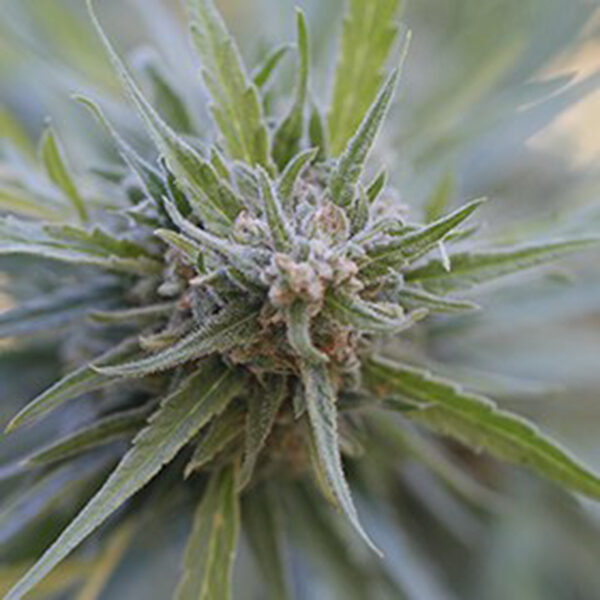 Midnight Kush feminizada de G13 Labs