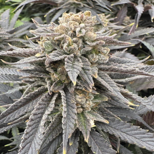 Midnight Zlap feminizada de Grateful Seeds