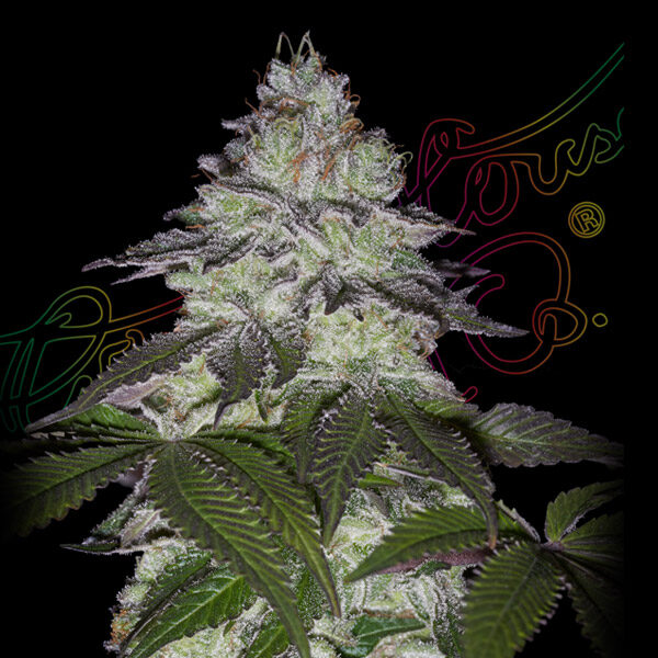 Milky Dreams feminizada de Green House