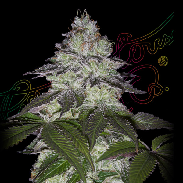 Milky Dreams feminizada de Green House