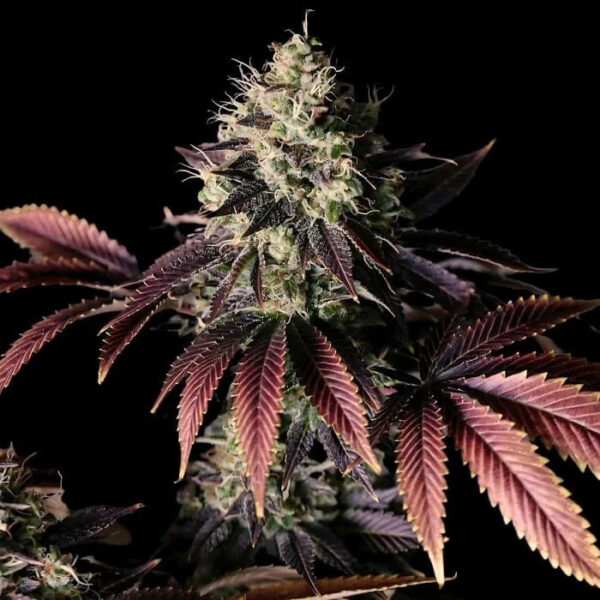 Millionaire Mindset feminizada de Empire Seeds Bank