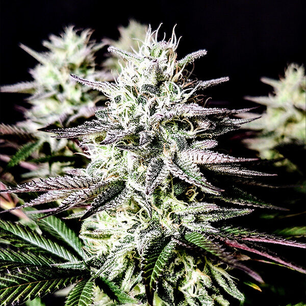 Mimosa feminizada de Pure Instinto