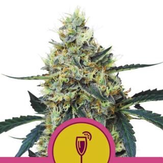 Mimosa feminizada de Royal Queen