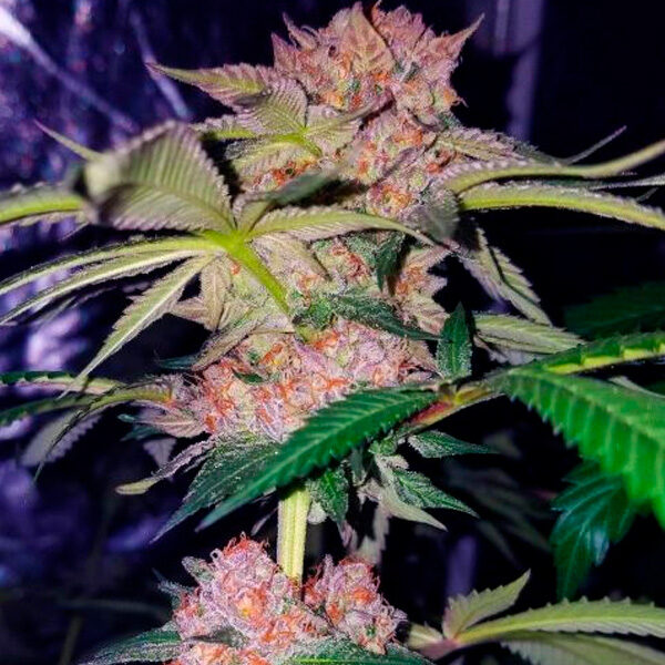 Mimosa Champagne feminizada de Female Seeds