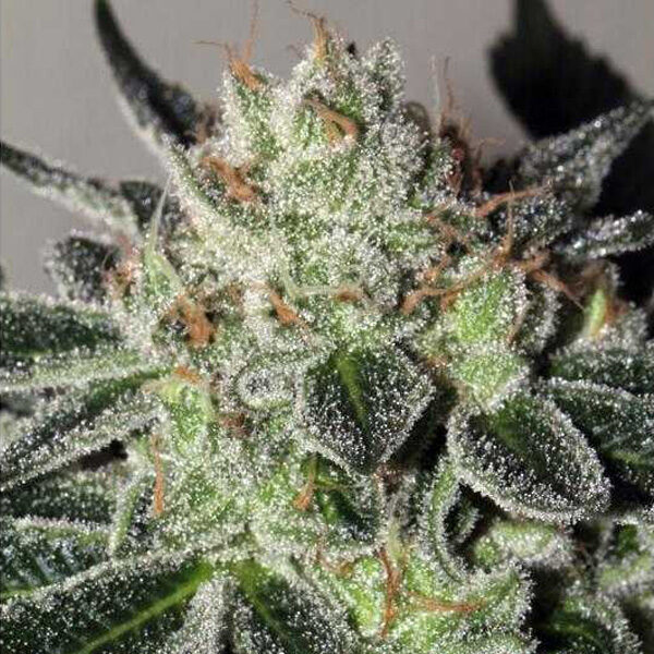 Mimosa Cookies feminizada de Mamiko Seeds