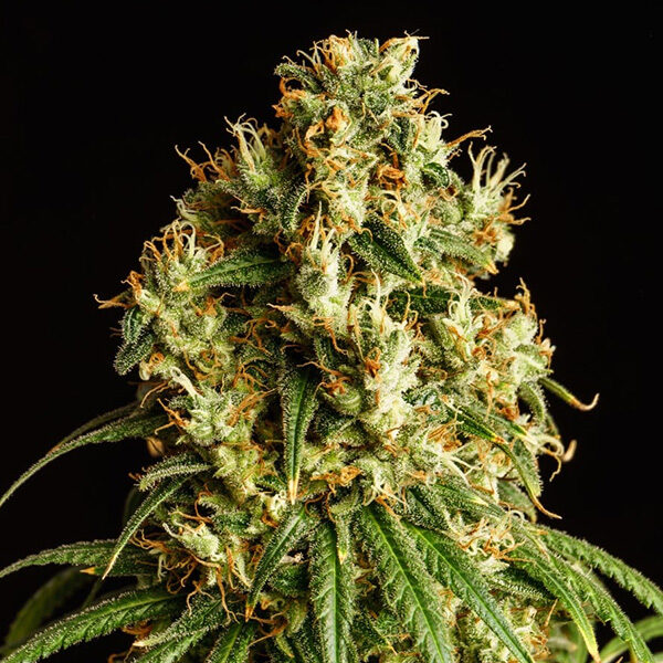 Mimosa Dream feminizada de Kannabia Seeds