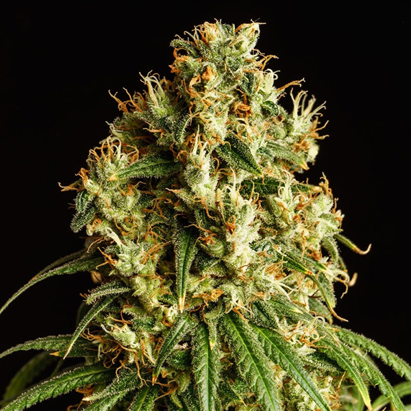 Mimosa Dream feminizada de Kannabia Seeds