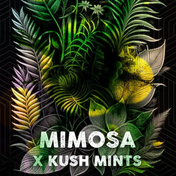 Mimosa Mints feminizada de Tramuntana Seeds