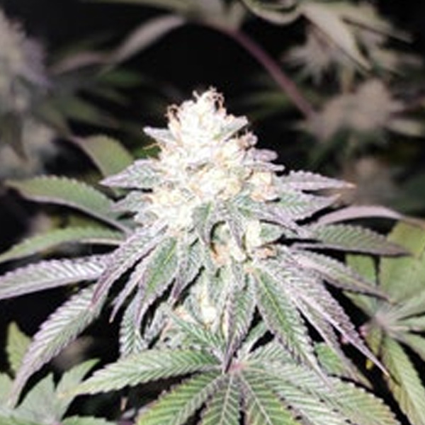 Mind Fulez feminizada de Grateful Seeds