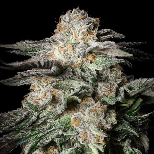 Mint Candy feminizada de Silent Seeds